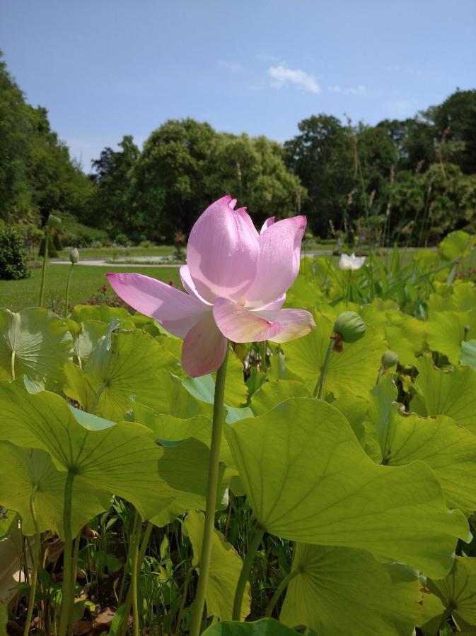 ホテル Botanical Garden ザグレブ エクステリア 写真